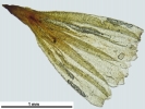 Orthotrichum sprucei