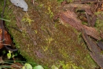 Lophozia silvicola