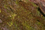 Lophozia silvicola