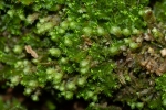 Lophozia silvicola