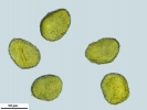 Ephemerum spinulosum
