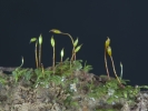 Fissidens viridulus
