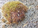 Campylopus atrovirens