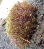 Campylopus atrovirens