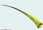 Campylopus atrovirens
