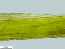 Campylopus atrovirens