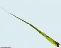 Campylopus atrovirens