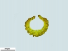 Campylopus atrovirens
