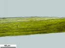 Campylopus atrovirens