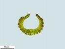 Campylopus atrovirens