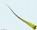 Campylopus atrovirens