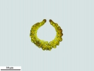 Campylopus atrovirens
