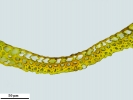 Campylopus atrovirens