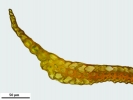 Campylopus atrovirens