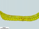 Campylopus atrovirens