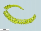 Campylopus atrovirens