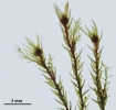 Pohlia wahlenbergii var. calcarea