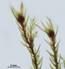Pohlia wahlenbergii var. calcarea