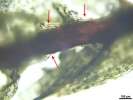 Pohlia wahlenbergii var. calcarea