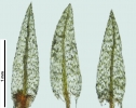 Pohlia wahlenbergii var. calcarea