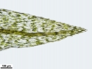 Pohlia wahlenbergii var. calcarea