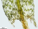Pohlia wahlenbergii var. calcarea