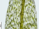 Pohlia wahlenbergii var. calcarea