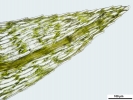 Pohlia wahlenbergii var. calcarea