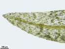 Pohlia wahlenbergii var. calcarea