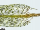Pohlia wahlenbergii var. calcarea