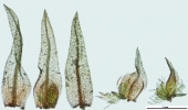 Pohlia wahlenbergii var. calcarea