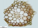 Pohlia wahlenbergii var. calcarea