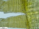 Ulota macrospora