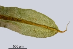 Encalypta pilifera
