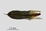 Encalypta pilifera