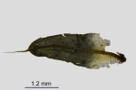 Encalypta pilifera