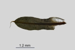 Encalypta pilifera