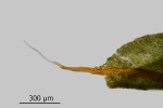 Encalypta pilifera