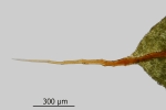 Encalypta pilifera