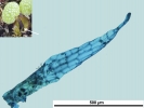 Mannia gracilis