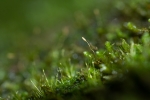 Campylostelium saxicola