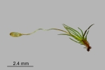 Campylostelium saxicola