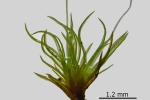 Campylostelium saxicola