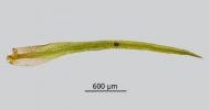 Campylostelium saxicola