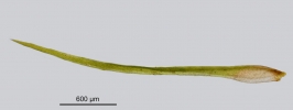 Campylostelium saxicola