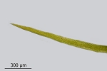 Campylostelium saxicola