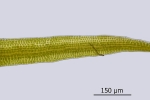 Campylostelium saxicola