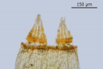 Campylostelium saxicola