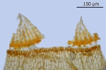 Campylostelium saxicola