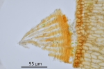 Campylostelium saxicola